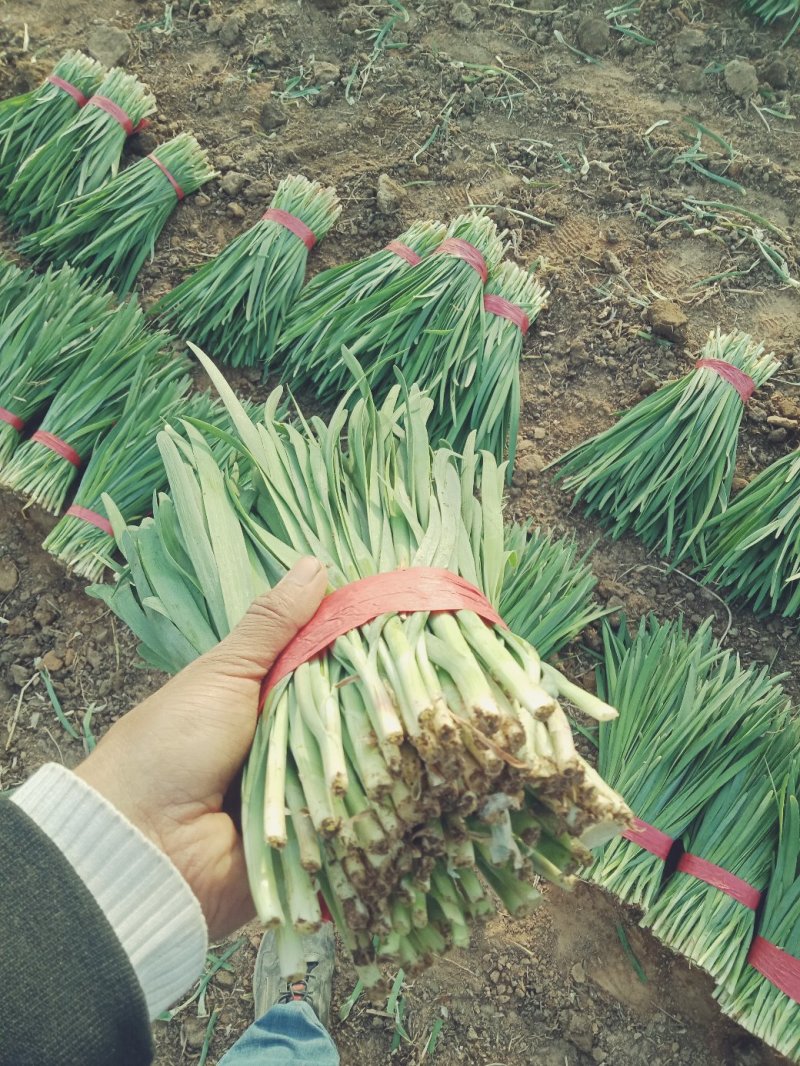 精品万亩大地头茬韭菜产地直销无中间商大量供应