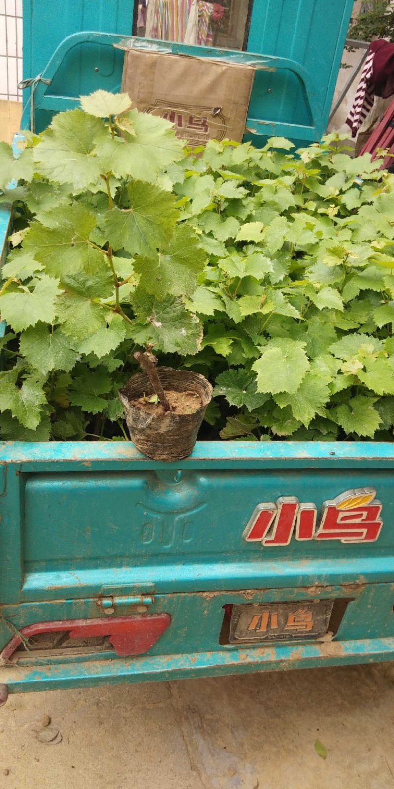 巨峰葡萄苗葡萄苗杯苗地栽苗占地苗产地直销