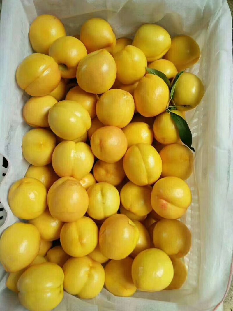 油桃新鲜水果当季整箱5斤包邮当季时令水蜜桃现摘现发黄油桃