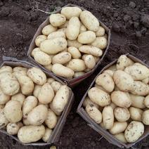 荷兰十五土豆三量起步