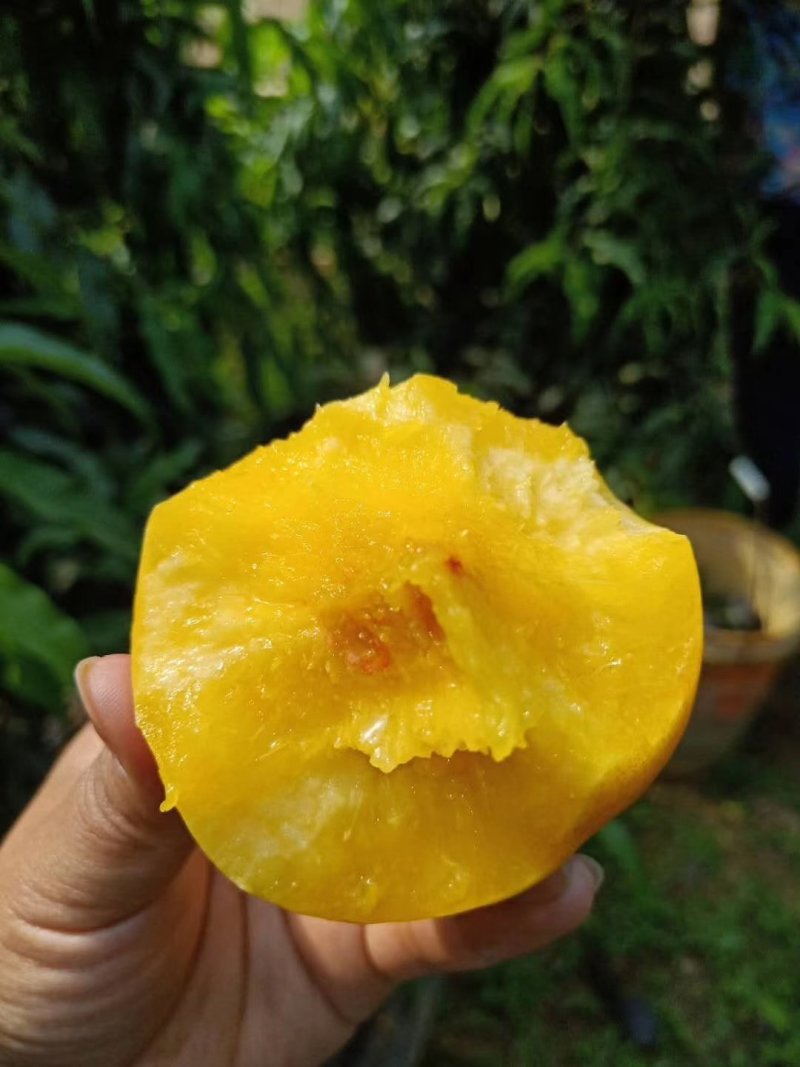 油桃新鲜水果当季整箱5斤包邮当季时令水蜜桃现摘现发黄油桃
