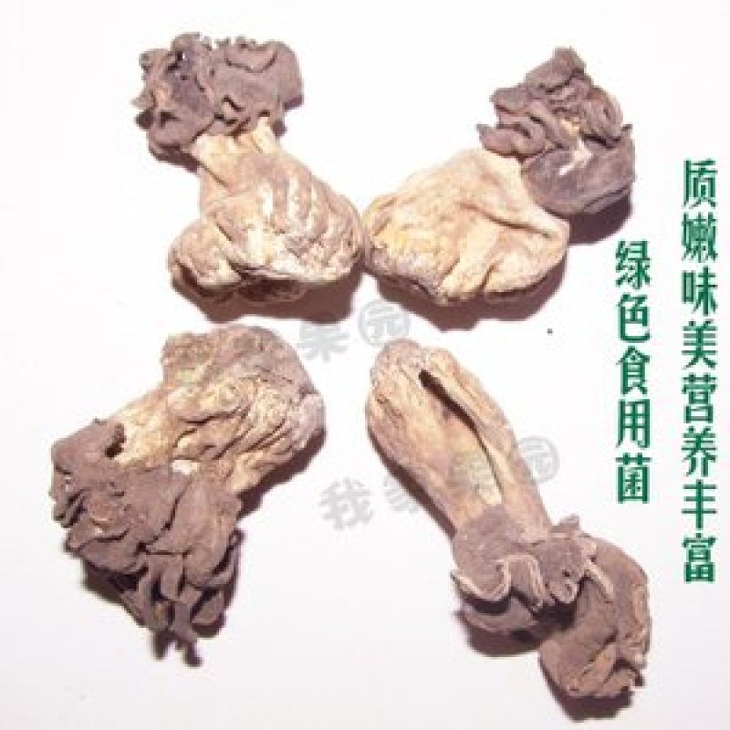 新疆巴楚野蘑菇