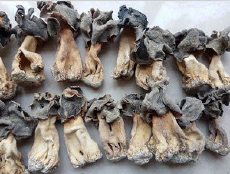新疆巴楚野蘑菇