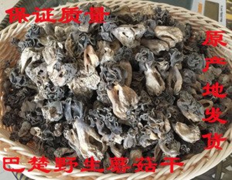 新疆巴楚野蘑菇