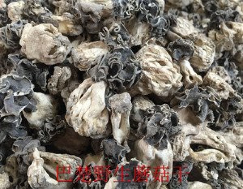 新疆巴楚野蘑菇