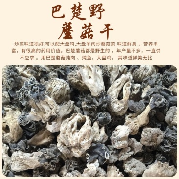 新疆巴楚野蘑菇