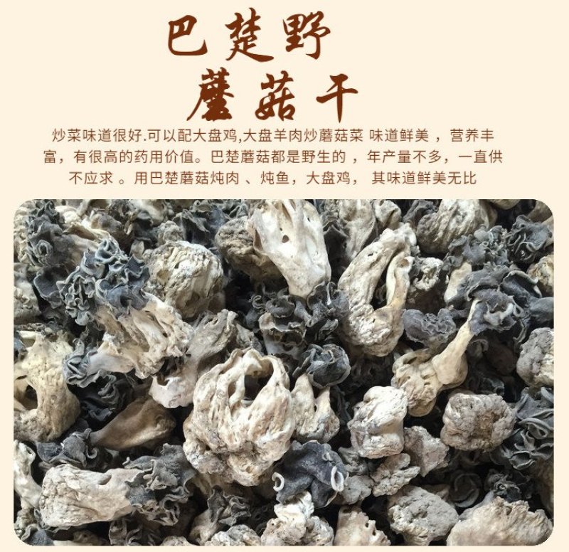 新疆巴楚野蘑菇