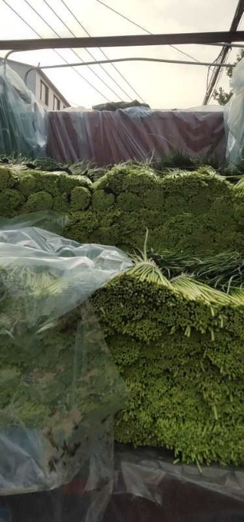 蒜苔河南杞县蒜苔已经上市，基地直供，大捆小捆都有