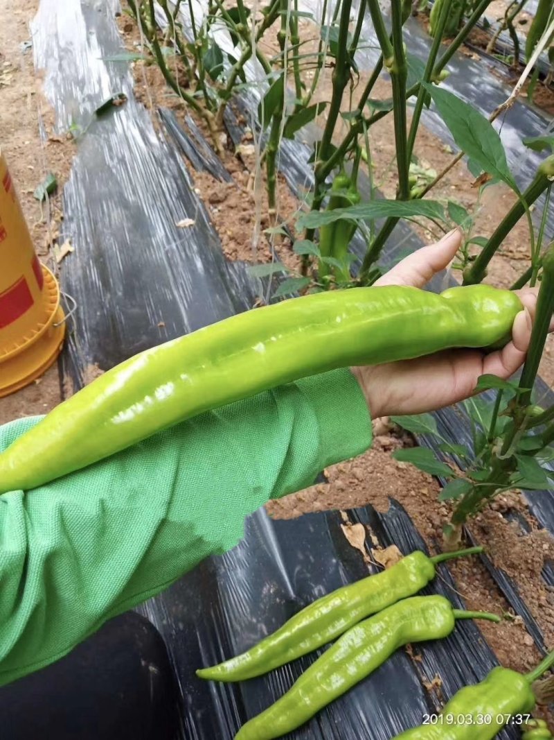 荷兰进口瑞克斯旺37—79黄皮大果尖椒，商品性好，耐寒