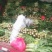紫叶香莴笋50――60cm;1.5斤以上