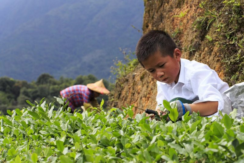 特级铁观音，招牌茶过年5折亏本批发，茶农直邮，品质三包