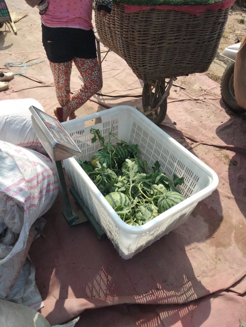 西瓜美都，8424嘉年华，二茬宿迁842京欣