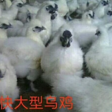 乌鸡苗