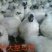 乌鸡苗