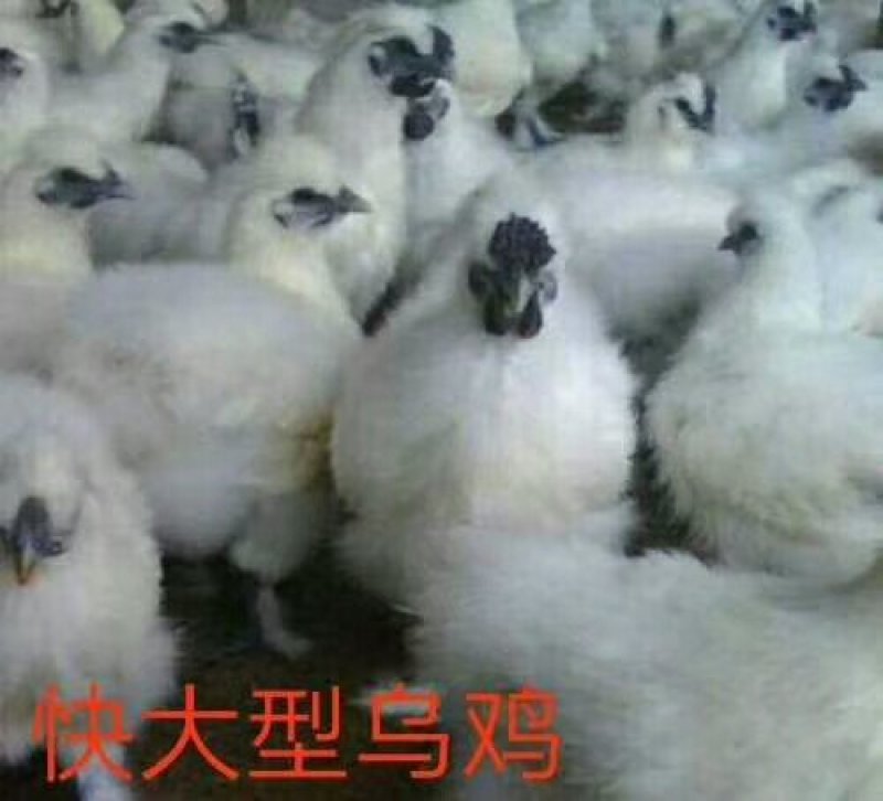 乌鸡苗