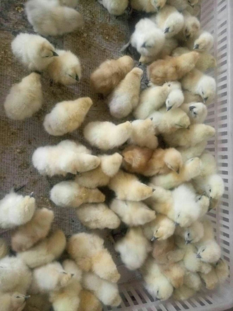 乌鸡苗