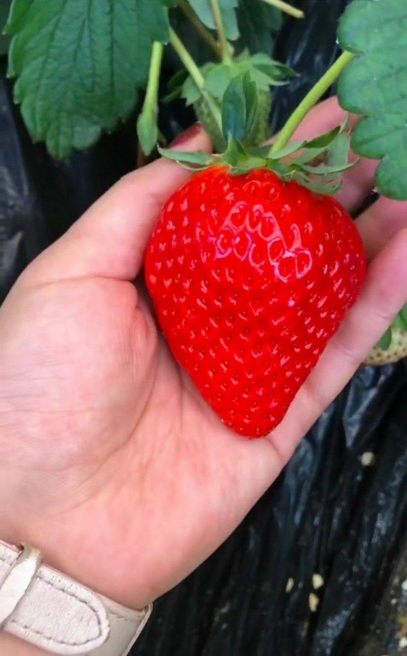 甜宝草莓苗（牛奶草莓苗）一级脱毒苗赠送种植资料