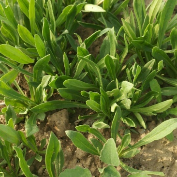 优质面条菜，现割现走，支持货物直达
