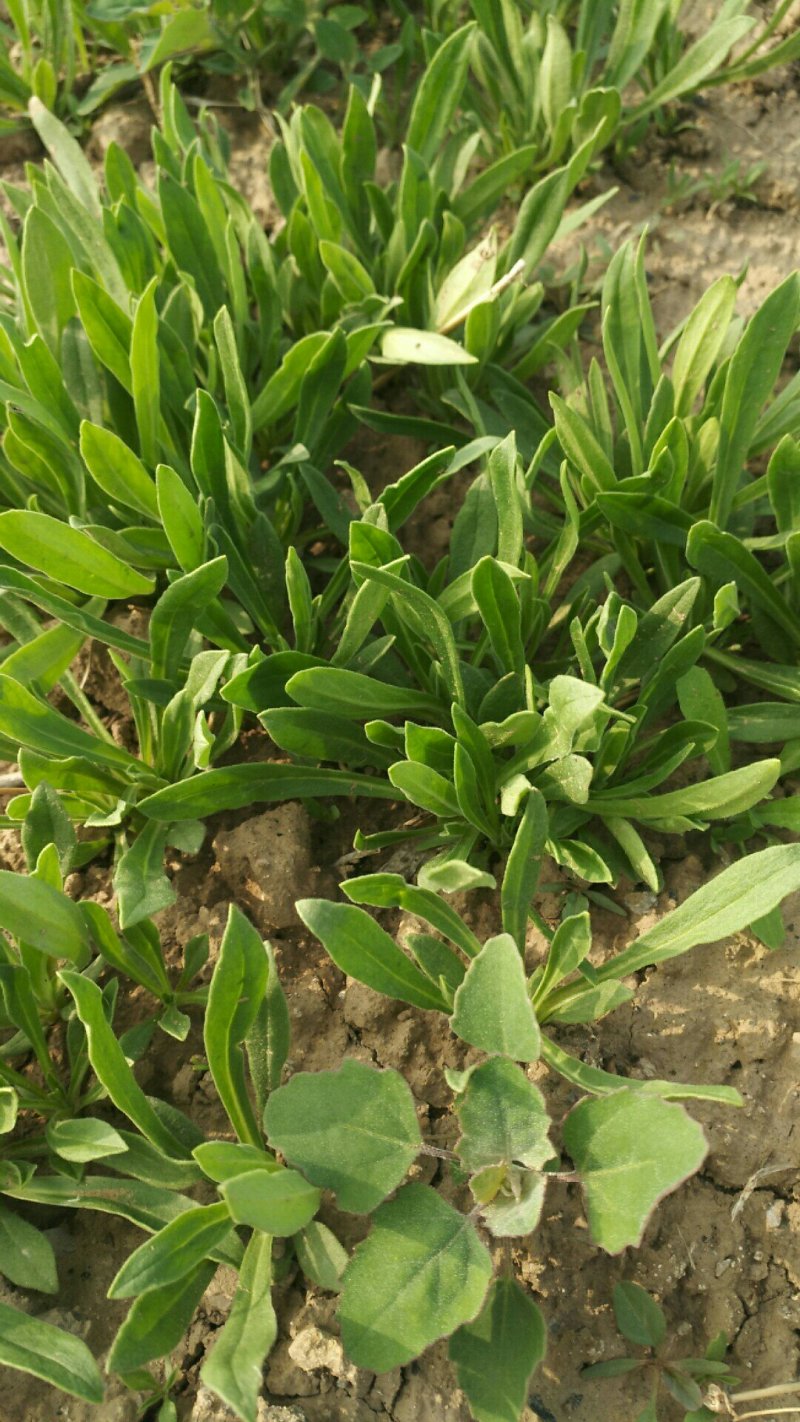 优质面条菜，现割现走，支持货物直达