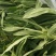 优质面条菜，现割现走，支持货物直达