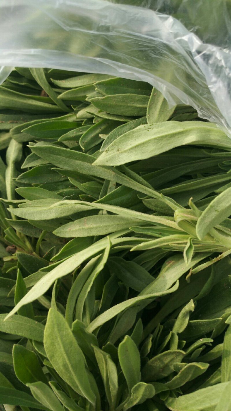优质面条菜，现割现走，支持货物直达