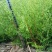 侧柏树小苗绿化侧柏南北方种植