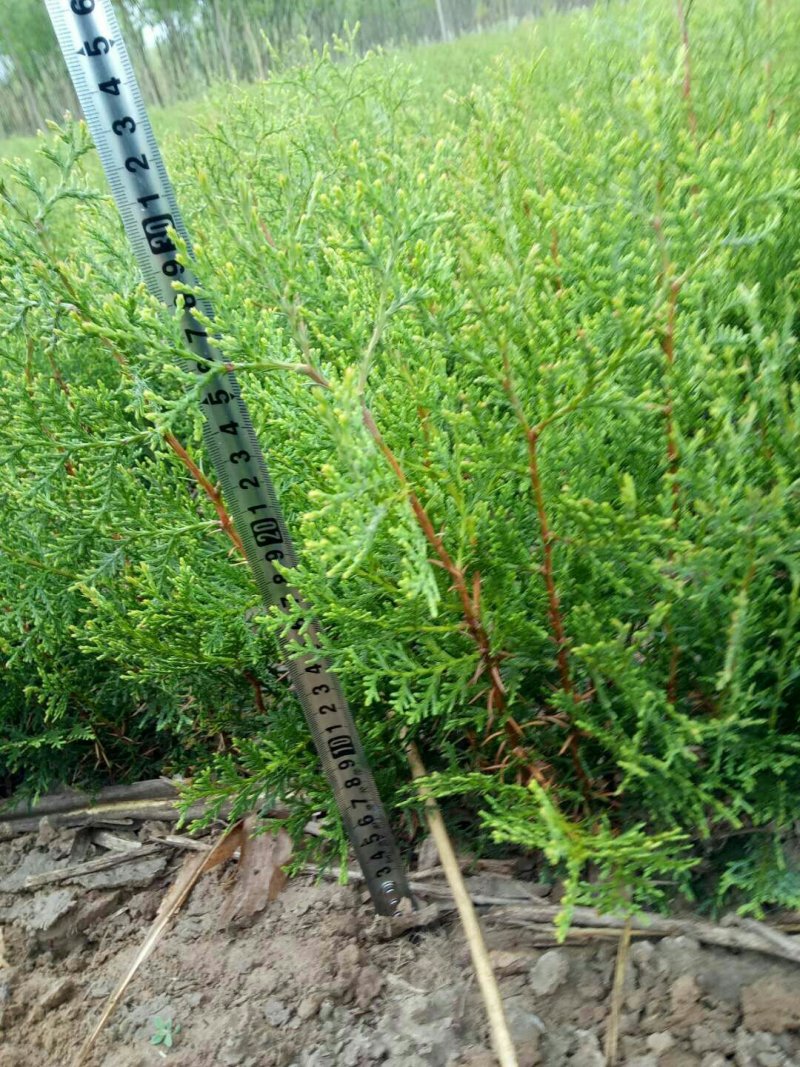 侧柏树小苗绿化侧柏南北方种植