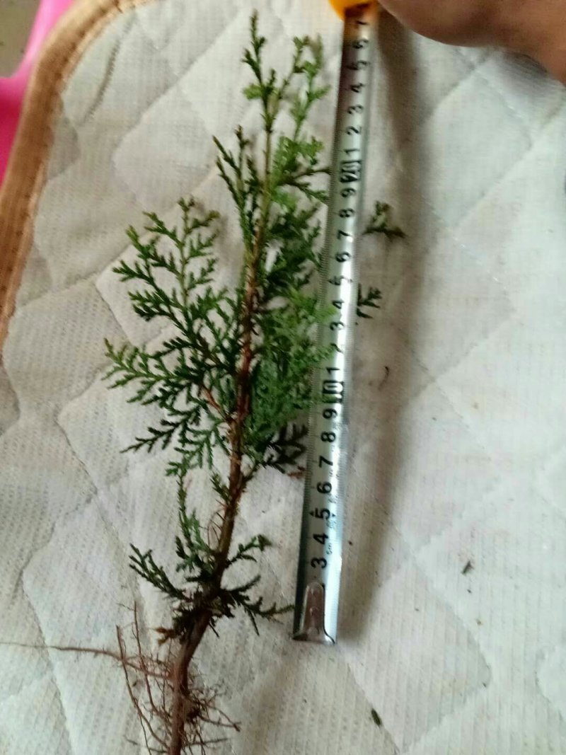 侧柏树小苗绿化侧柏南北方种植