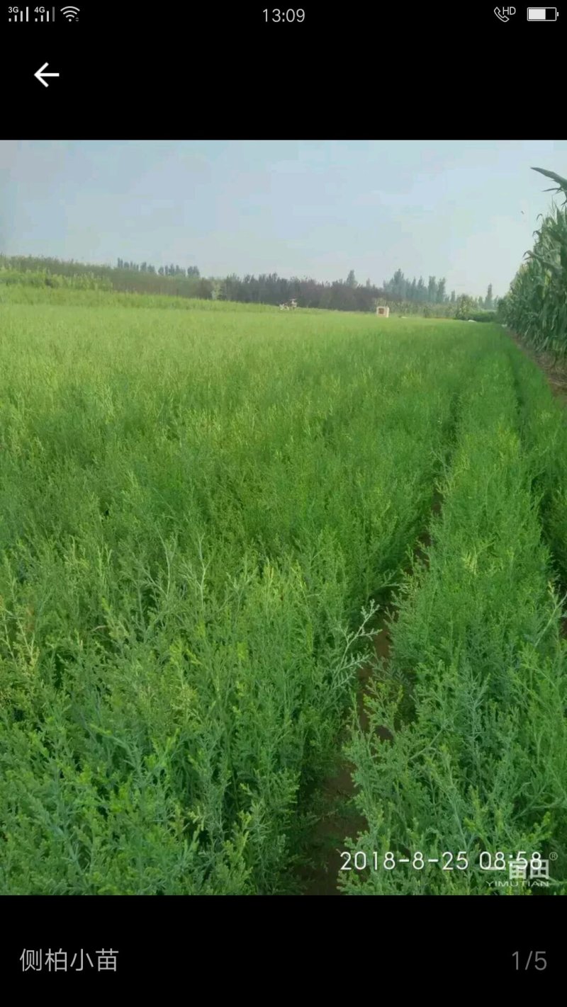 侧柏树小苗绿化侧柏南北方种植