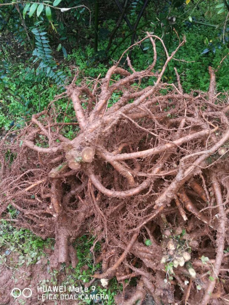 公司100亩山豆根订单种植，供应精品山豆根苗，