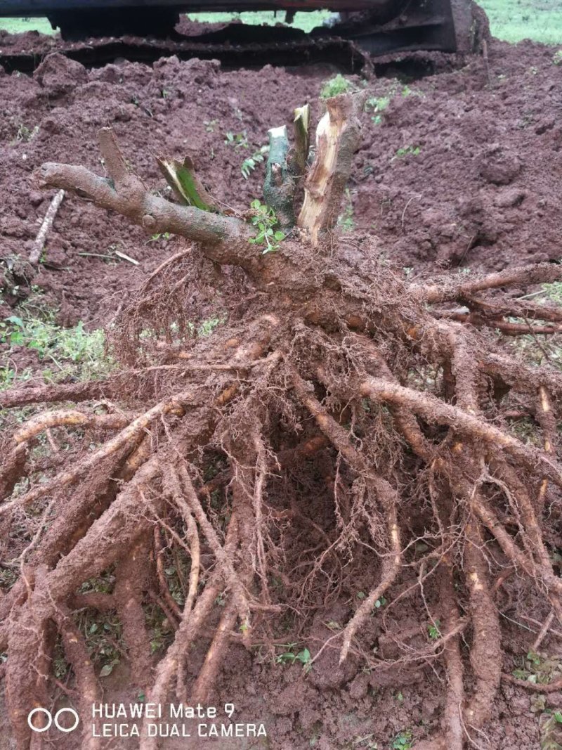 公司100亩山豆根订单种植，供应精品山豆根苗，