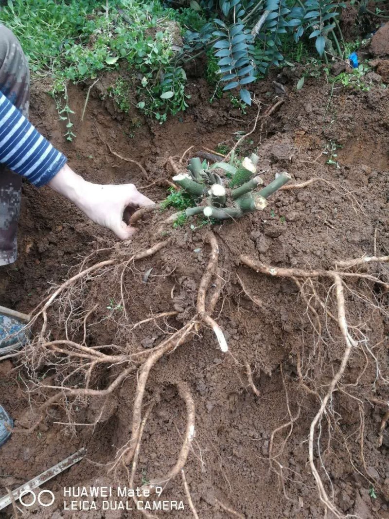 公司100亩山豆根订单种植，供应精品山豆根苗，