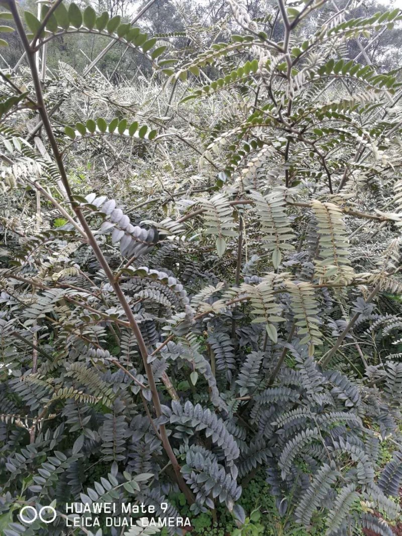 公司100亩山豆根订单种植，供应精品山豆根苗，