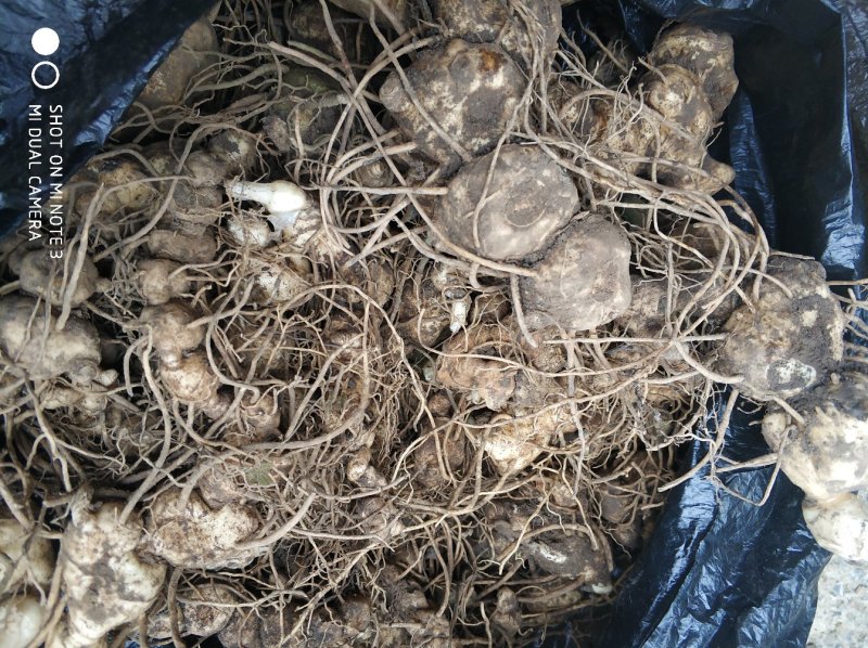 贵州中药材多花黄精黔带须根黄精包邮非种植