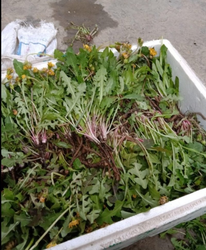 槐花