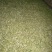 槐花