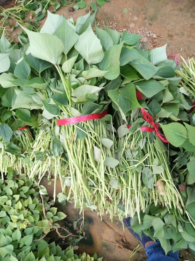 山东红薯专业合作社龙薯九号原种脱毒红薯苗15~25cm