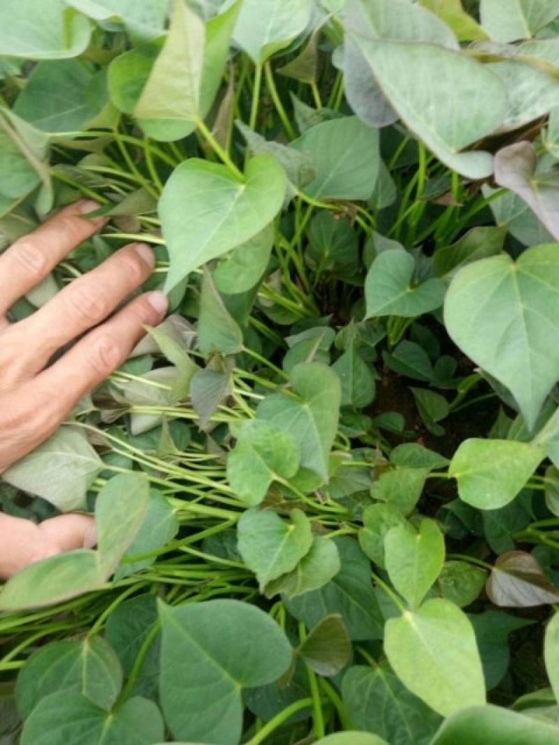 山东红薯专业合作社龙薯九号原种脱毒红薯苗15~25cm