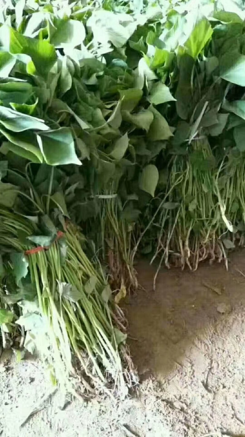 山东红薯专业合作社龙薯九号原种脱毒红薯苗15~25cm