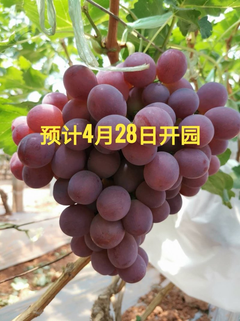 红提葡萄4月底上市，欢迎看货