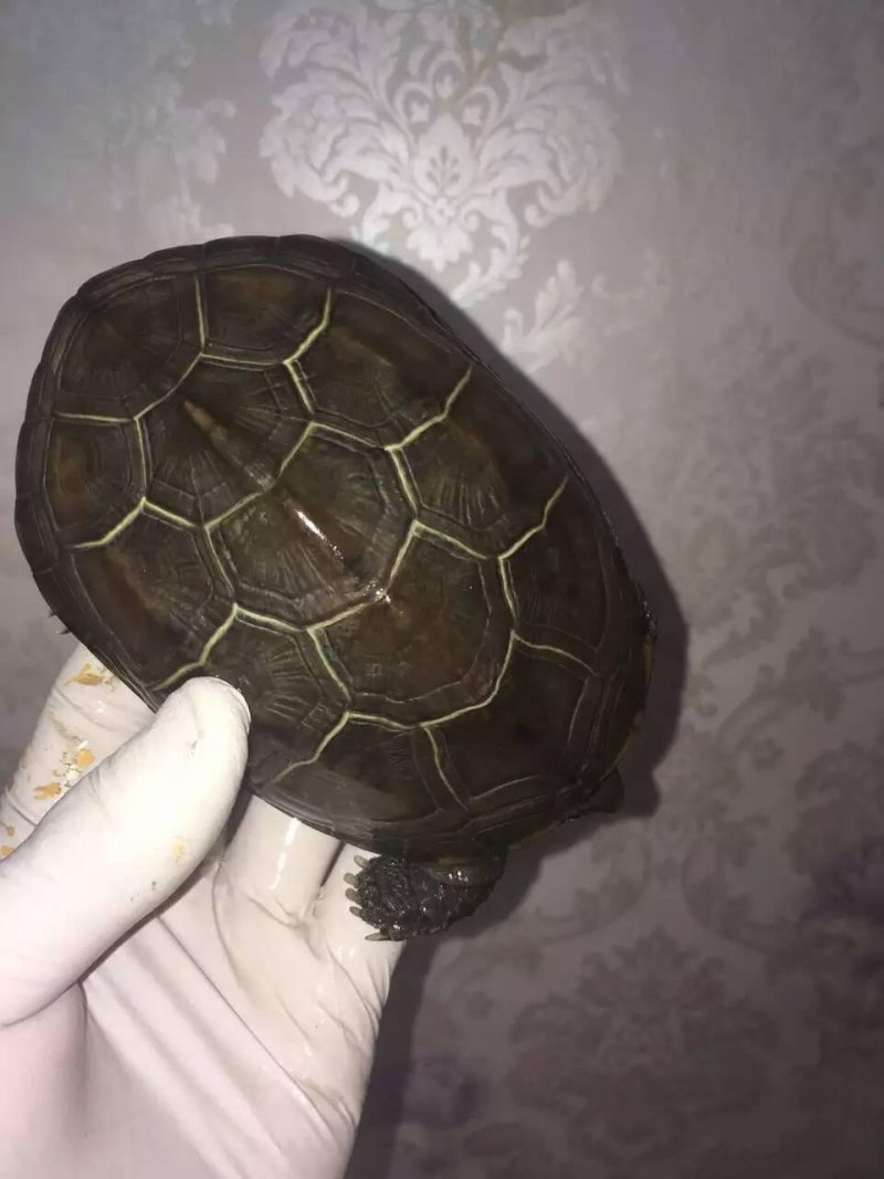 大量出售纯外唐龟，乌龟，中华草龟