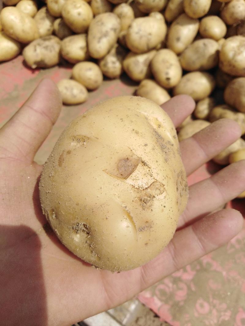 城固沃土土豆，皮毛漂亮，没有虫眼，产地一手供货