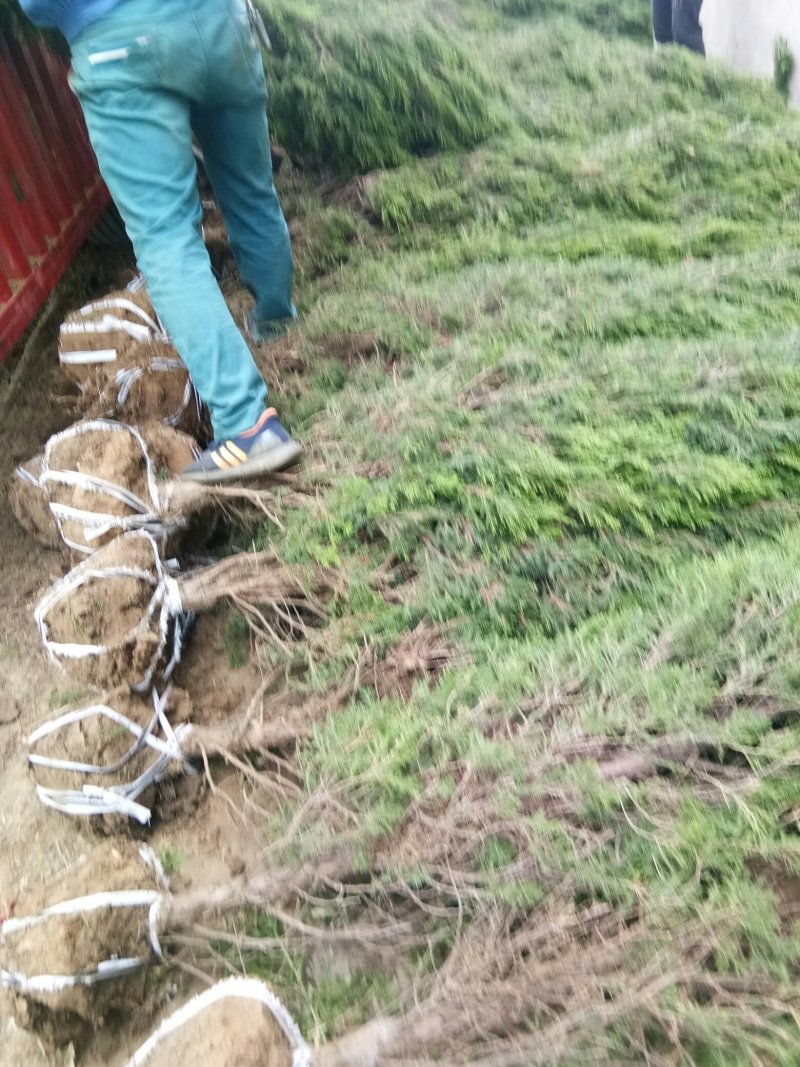 桧柏