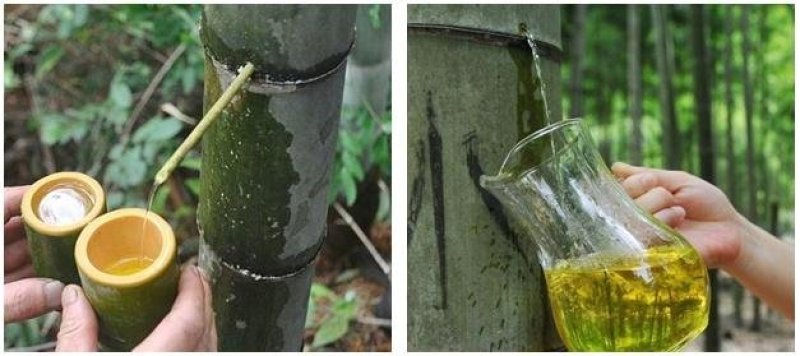 竹筒酒厂家直销活竹酒纯粮食酒竹子酒客家竹子酒