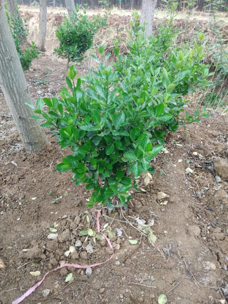 大量供应卫矛