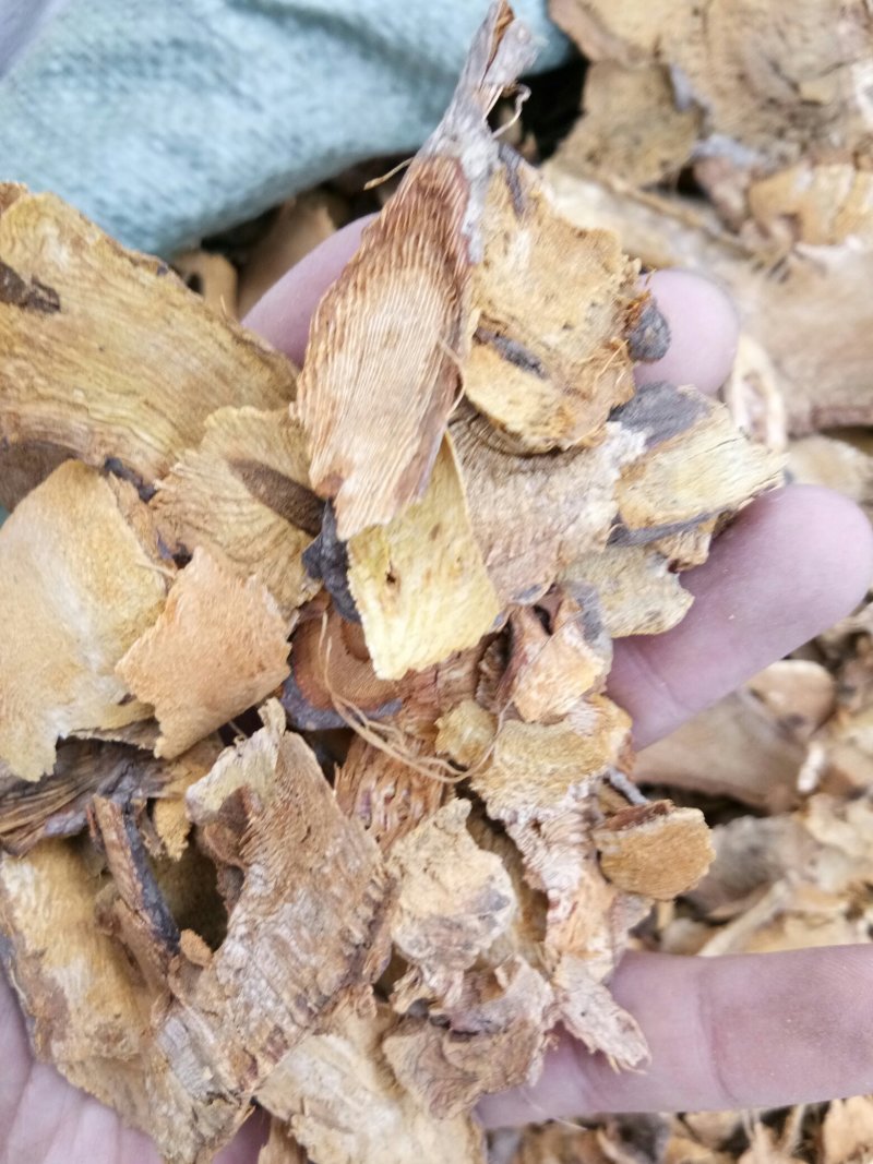 虎杖湖南无硫熏选货货源充足一公斤起发货