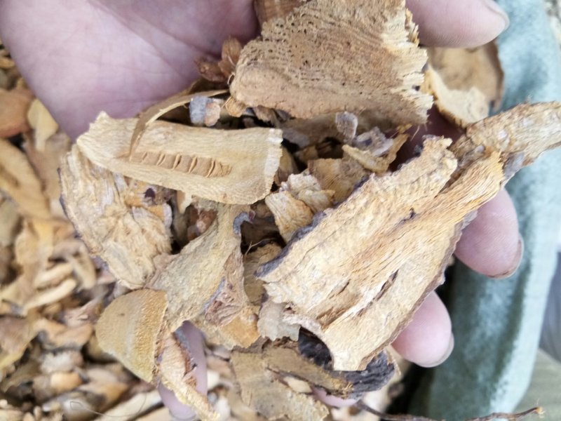 虎杖湖南无硫熏选货货源充足一公斤起发货