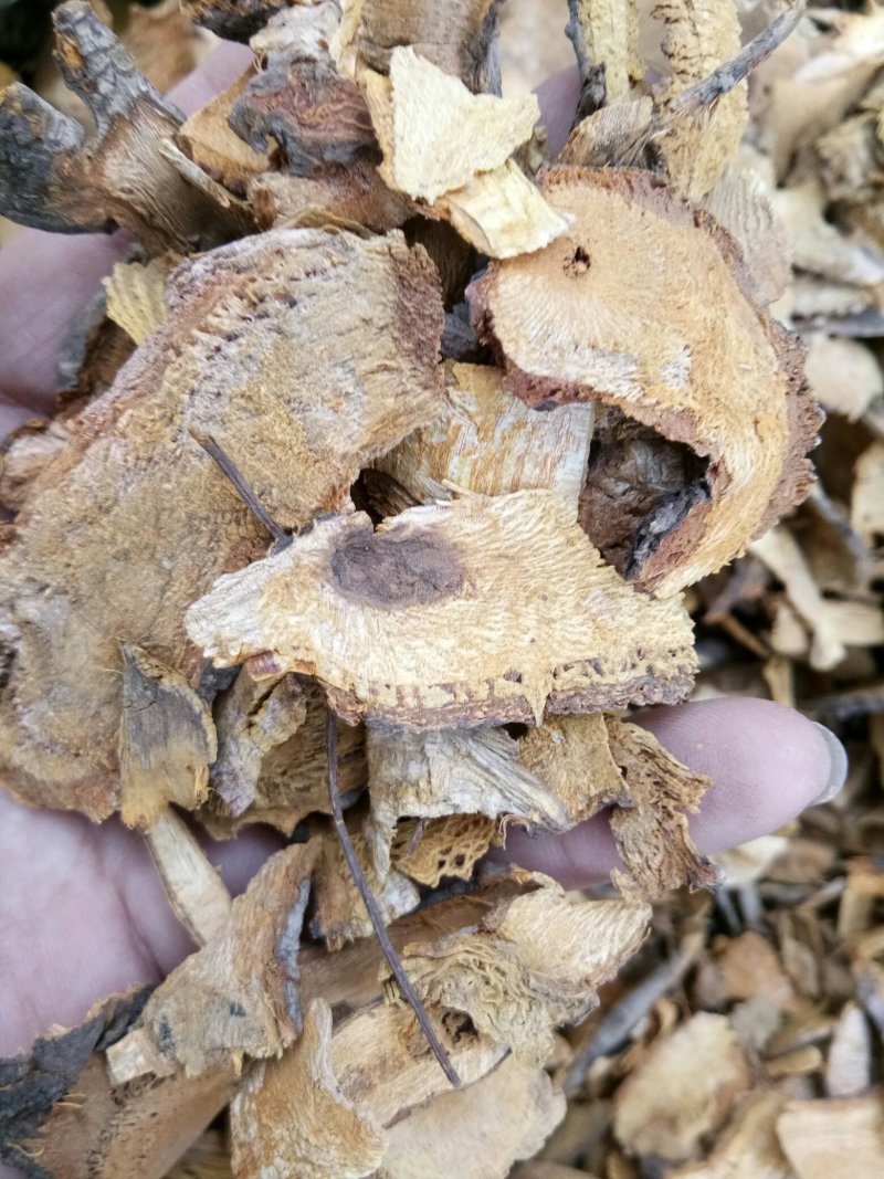 虎杖湖南无硫熏选货货源充足一公斤起发货