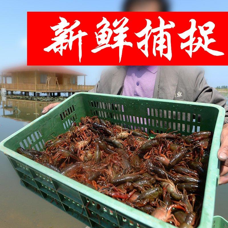 湖北洪湖小龙虾养殖基地直供鲜活小龙虾，品质保证，品种齐全