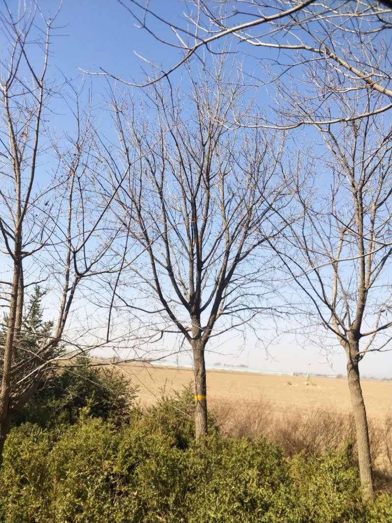 辽宁开原圃地元宝枫一级树二级树三级树繁育基地